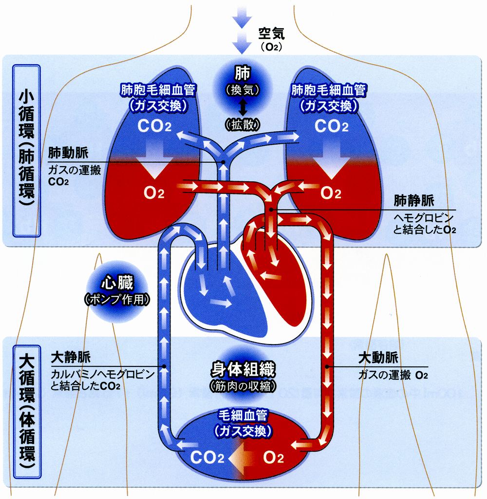 大気 中 に 含ま れる 酸素 の 量