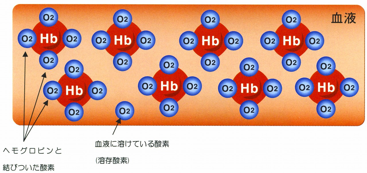 酸素が血液中を運ばれる仕組みを教えて？